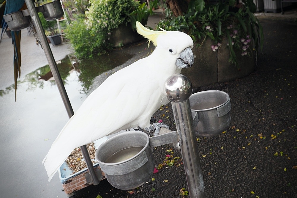 南投埔里 | 木生昆蟲博物館。蝴蝶小鎮生態休閒園區/昆蟲生態導覽/下雨避暑親子景點
