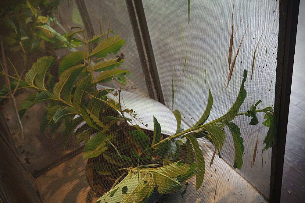 南投埔里 | 木生昆蟲博物館。蝴蝶小鎮生態休閒園區/昆蟲生態導覽/下雨避暑親子景點