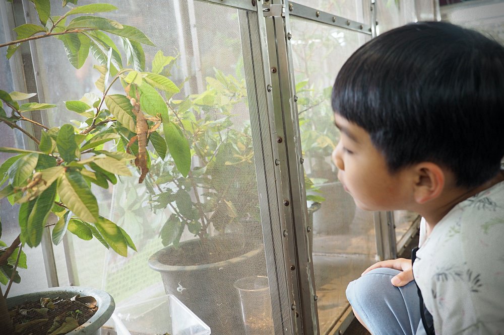 南投埔里 | 木生昆蟲博物館。蝴蝶小鎮生態休閒園區/昆蟲生態導覽/下雨避暑親子景點