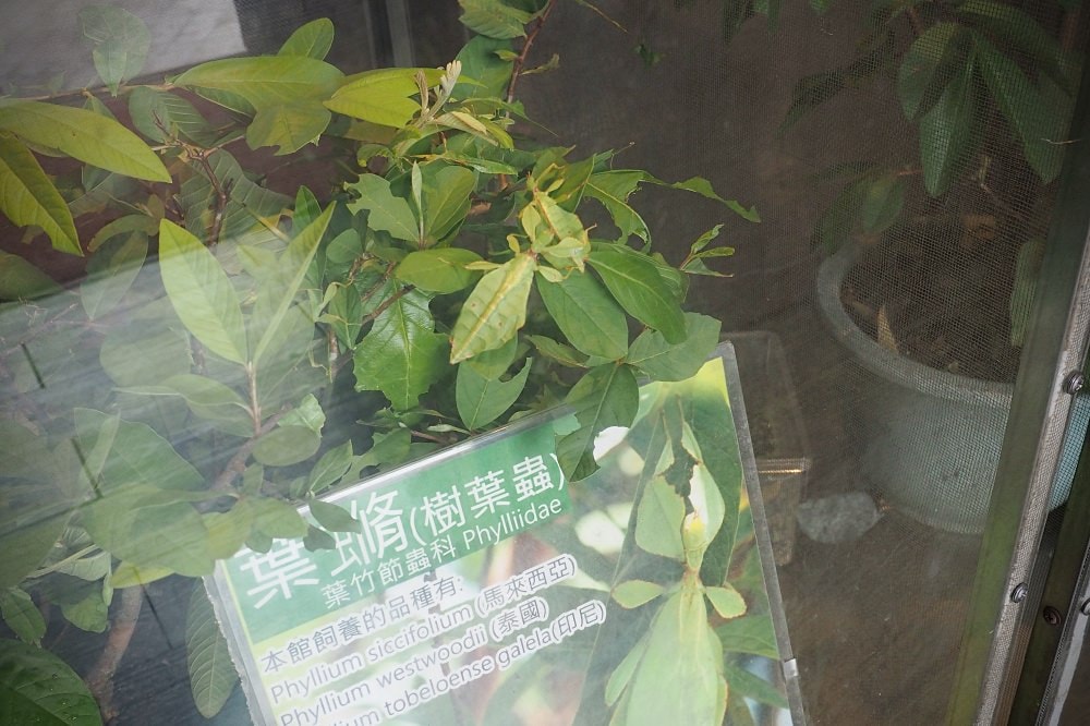 南投埔里 | 木生昆蟲博物館。蝴蝶小鎮生態休閒園區/昆蟲生態導覽/下雨避暑親子景點