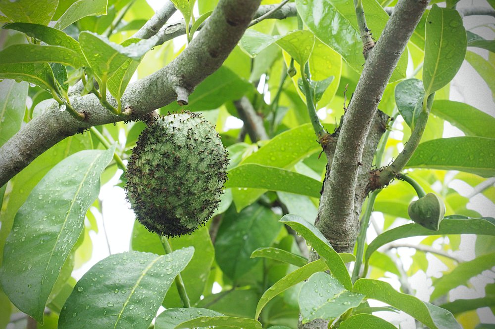 南投埔里 | 木生昆蟲博物館。蝴蝶小鎮生態休閒園區/昆蟲生態導覽/下雨避暑親子景點