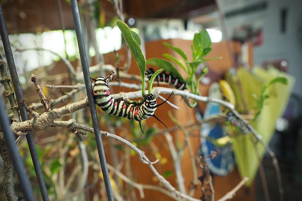 南投埔里 | 木生昆蟲博物館。蝴蝶小鎮生態休閒園區/昆蟲生態導覽/下雨避暑親子景點