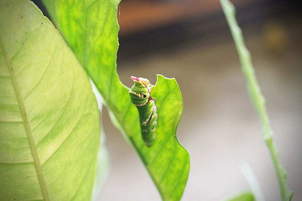 南投埔里 | 木生昆蟲博物館。蝴蝶小鎮生態休閒園區/昆蟲生態導覽/下雨避暑親子景點