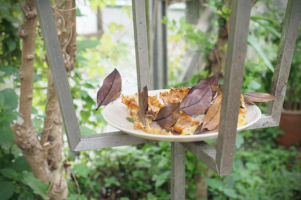 南投埔里 | 木生昆蟲博物館。蝴蝶小鎮生態休閒園區/昆蟲生態導覽/下雨避暑親子景點