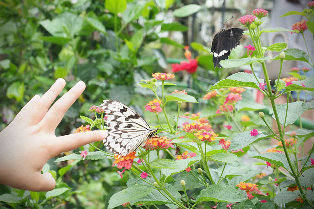 南投埔里 | 木生昆蟲博物館。蝴蝶小鎮生態休閒園區/昆蟲生態導覽/下雨避暑親子景點