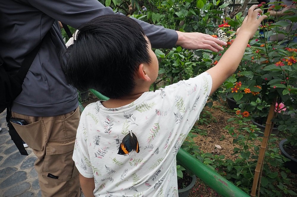 南投埔里 | 木生昆蟲博物館。蝴蝶小鎮生態休閒園區/昆蟲生態導覽/下雨避暑親子景點