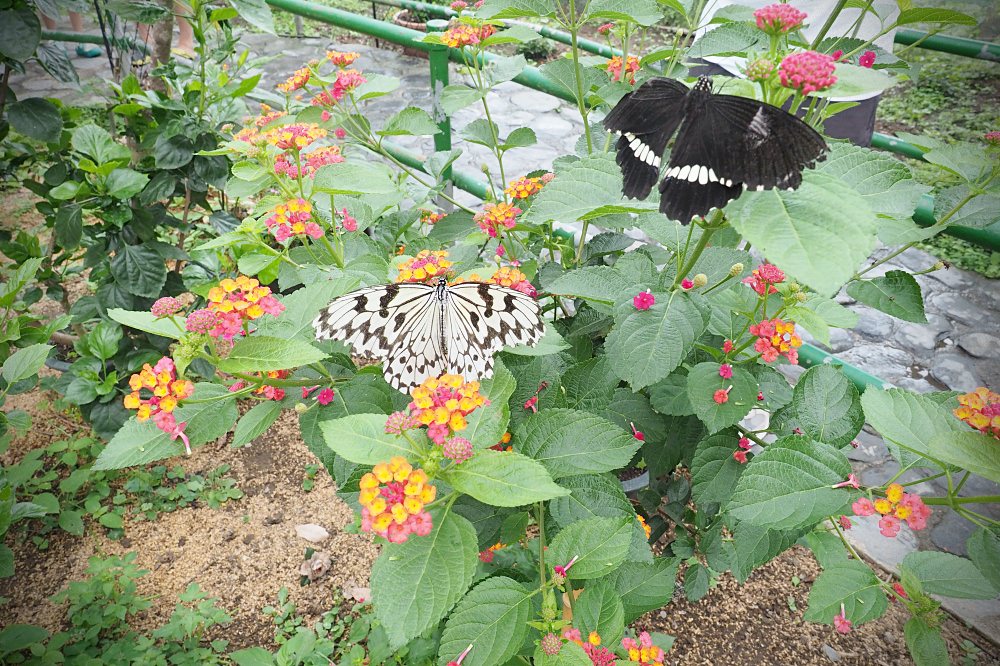 南投埔里 | 木生昆蟲博物館。蝴蝶小鎮生態休閒園區/昆蟲生態導覽/下雨避暑親子景點