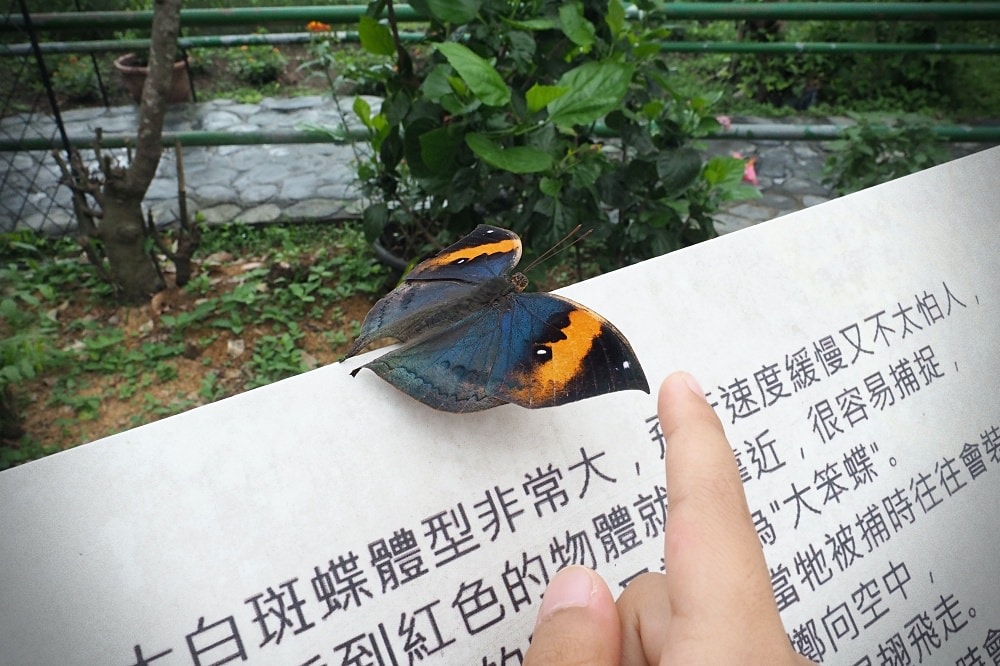 南投埔里 | 木生昆蟲博物館。蝴蝶小鎮生態休閒園區/昆蟲生態導覽/下雨避暑親子景點