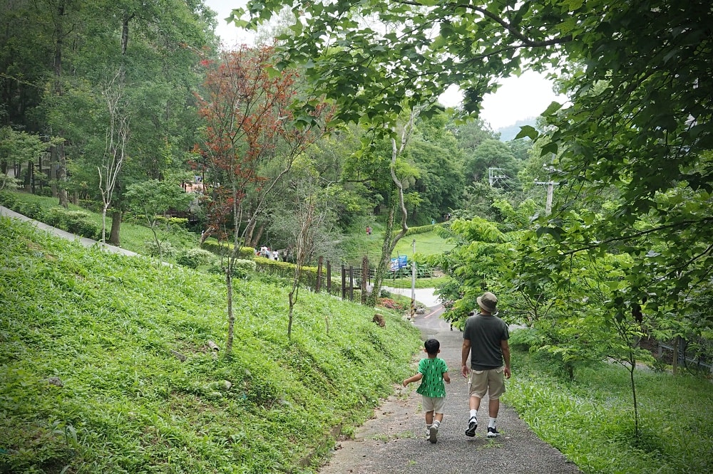 台中東勢 | 東勢林場遊樂區。賞螢賞櫻勝地/森林親子景點/超人氣體能訓練場
