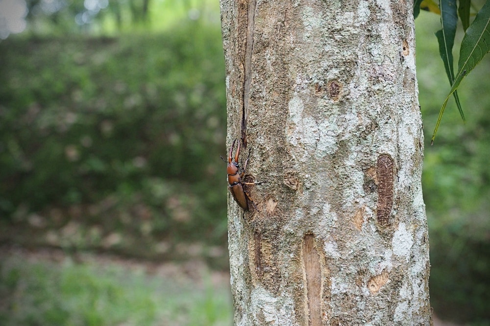 台中東勢 | 東勢林場遊樂區。賞螢賞櫻勝地/森林親子景點/超人氣體能訓練場