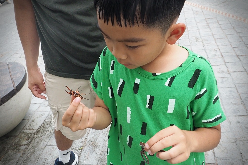 台中東勢 | 東勢林場遊樂區。賞螢賞櫻勝地/森林親子景點/超人氣體能訓練場