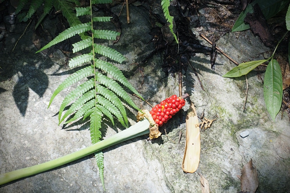 南投埔里 | 彩蝶瀑布。夏日免費消暑勝地/親子戲水私房景點/新手溯溪體驗