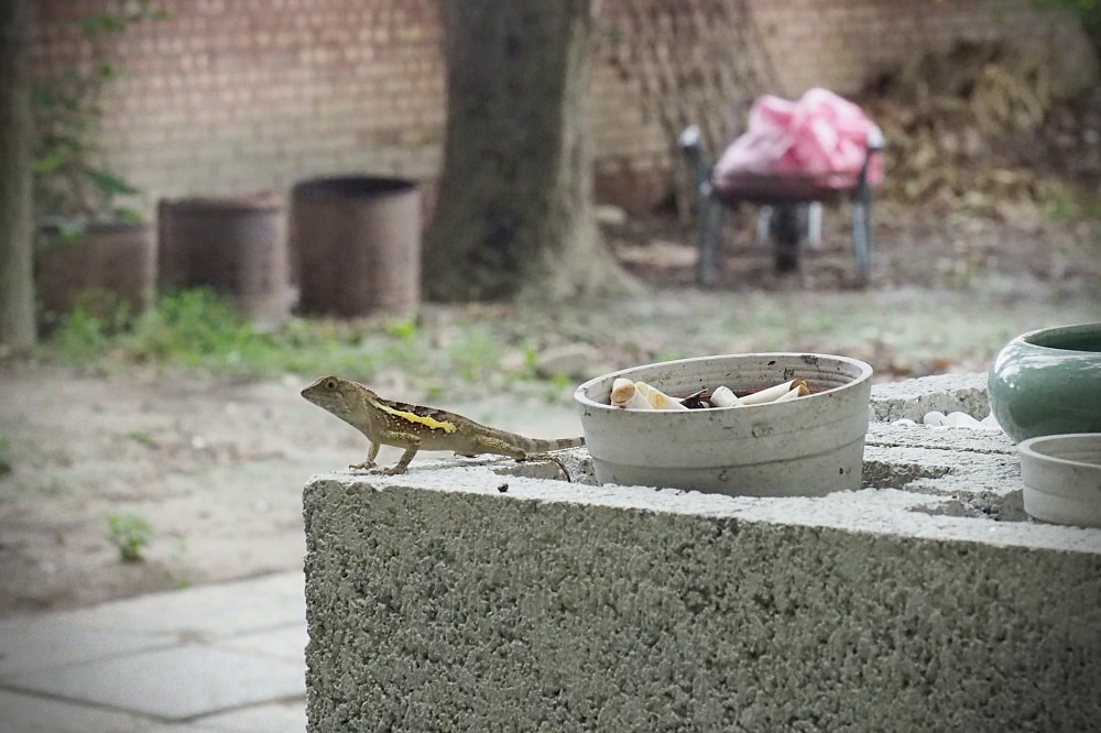 新竹 | 岩嶼塘工作室 Salt and Sugar Studio。道地美式早午餐/老宅私廚料理/金雅重劃區美食