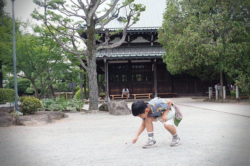 東京世田谷 | 豪德寺。招福貓神社/愛貓控必訪景點/東京人氣特色神社