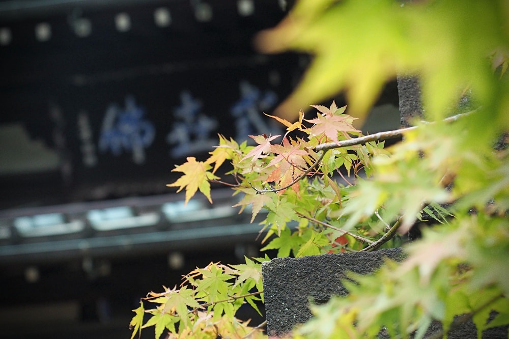 東京世田谷 | 豪德寺。招福貓神社/愛貓控必訪景點/東京人氣特色神社
