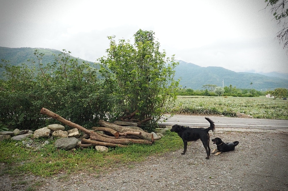 台東鹿野 | 六分舍民宿Six Lands homestay。南法鄉村老宅/美味手作早餐/侘寂生活美學