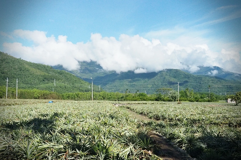 台東鹿野 | 六分舍民宿Six Lands homestay。南法鄉村老宅/美味手作早餐/侘寂生活美學
